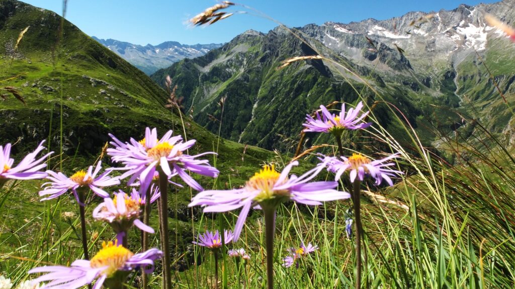 Alpenüberquerung Stimmungsbild Blumenwiese Alpenüberquerung Stimmungsbild Blumenwiese